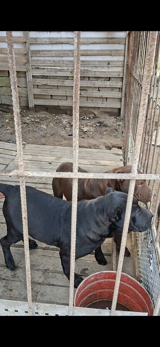 Pitbul — Köpəklər, Bakı (4)
