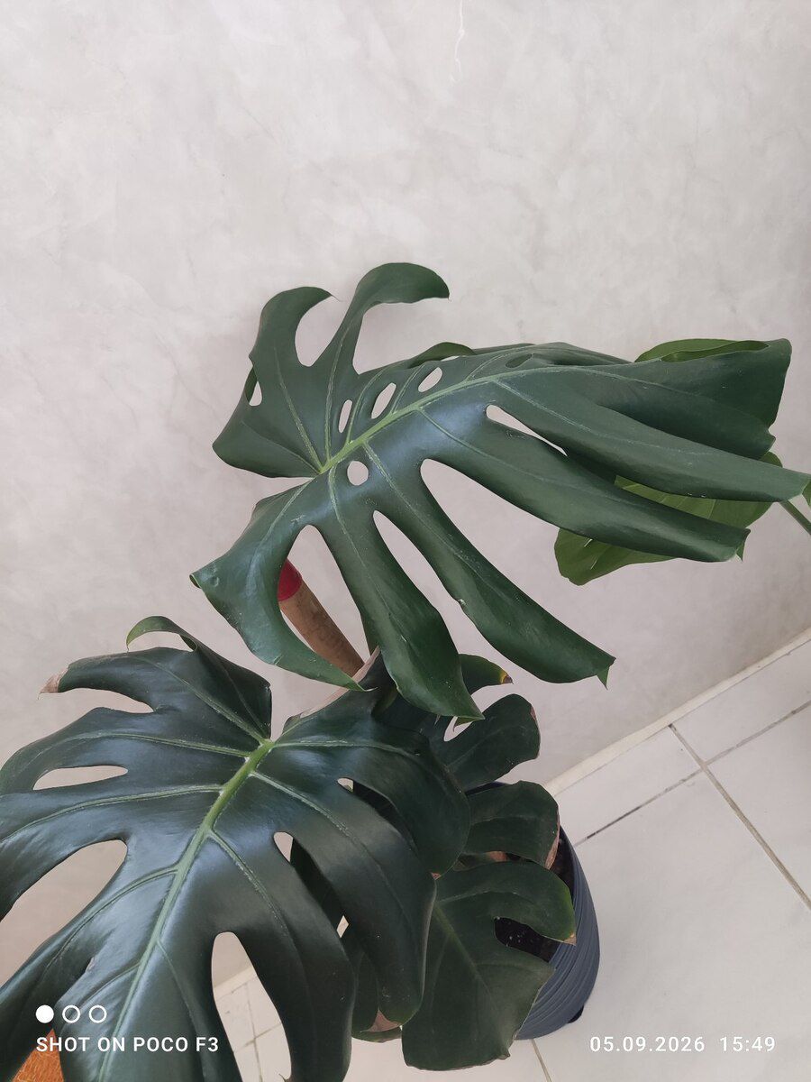 Monstera bitkisi — Bitkilər, Bakı