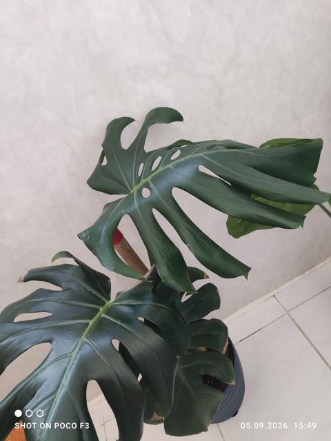 Monstera bitkisi — Bakı