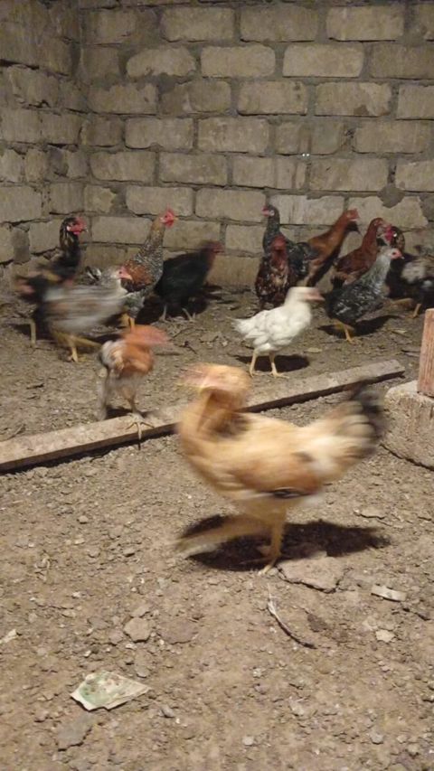 Kənd beçəsi — Gəncə