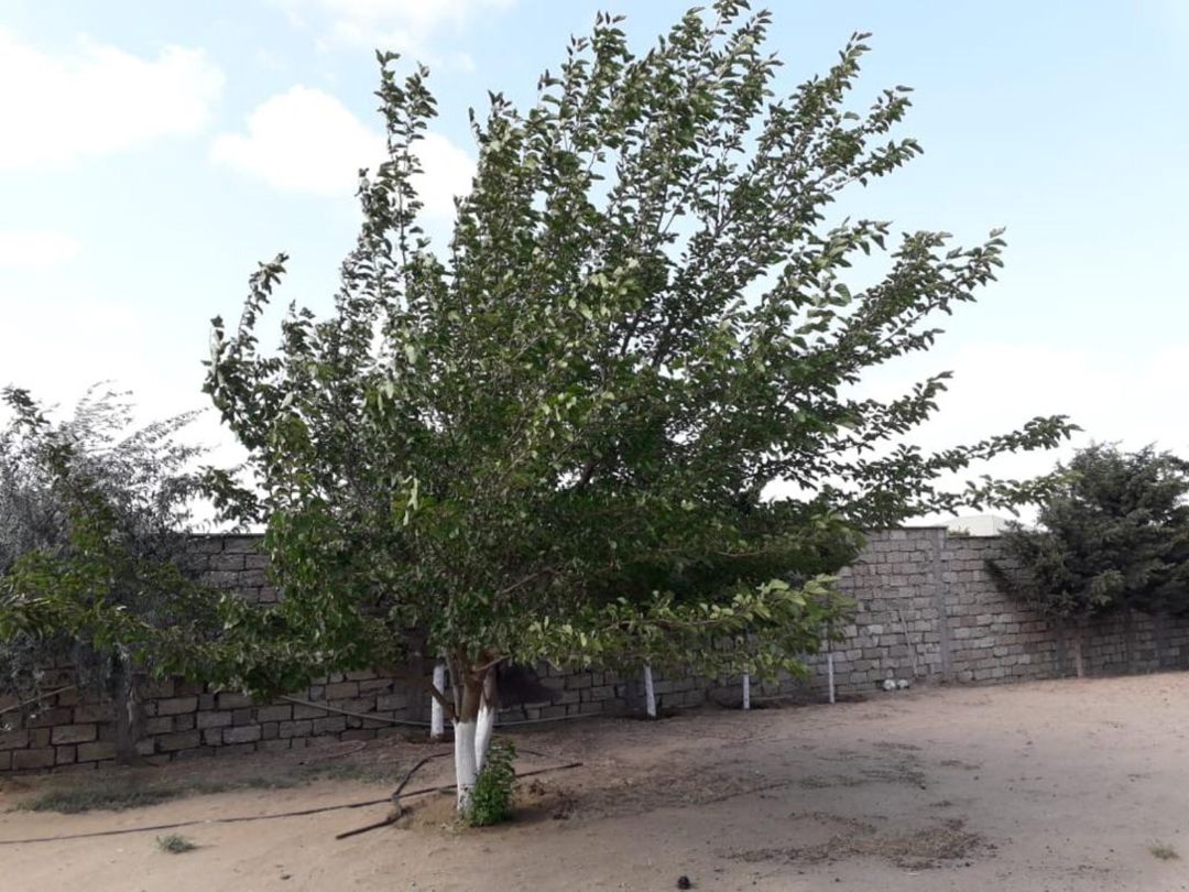 Həyət evi, Bilgəh qəs — Ev, villa, Bakı (3)