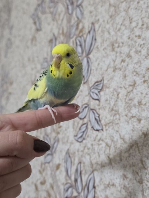Qəfaslə birlikdə hazır cüt volnistiy satılir. dişi quş ələ öyradilmiş — Ağdam