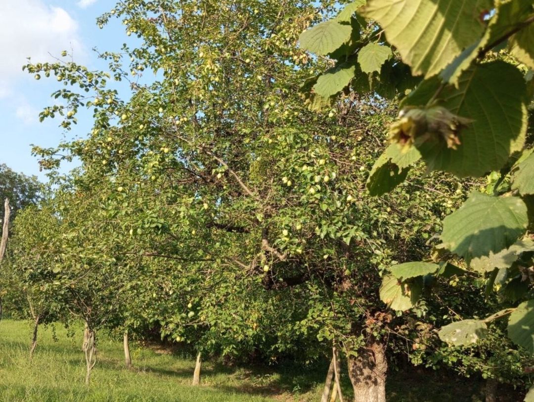22 sot torpaq sahəsi, İsmayıllı r — Torpaq, İsmayıllı (5)