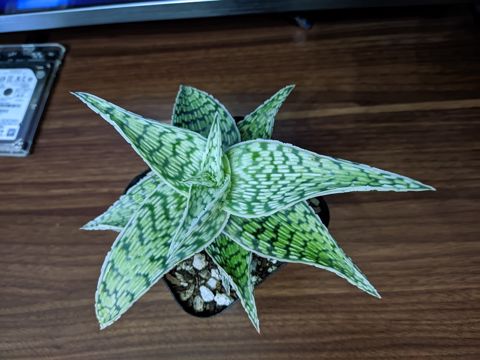 Ağ aloe — Sumqayıt