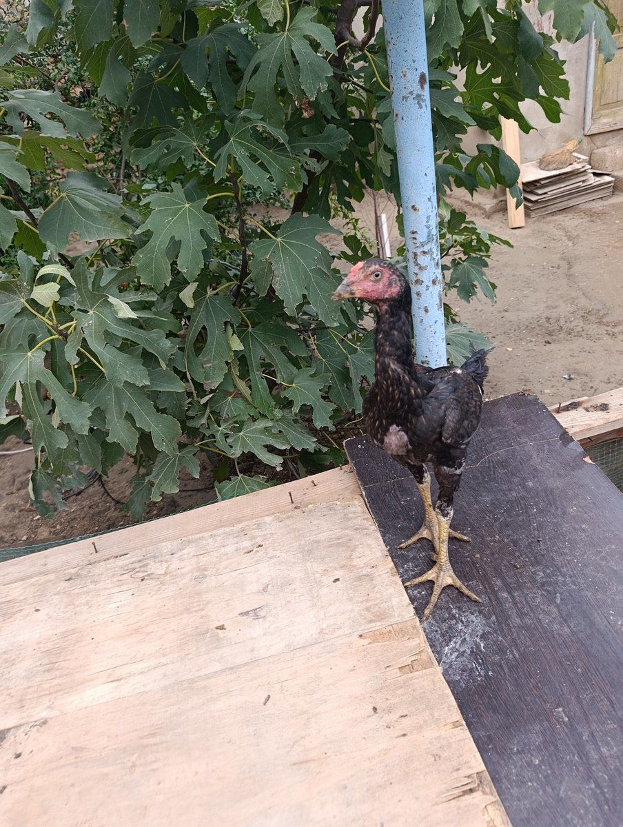 Heyratı ev quşları — Quşlar, Bakı (8)