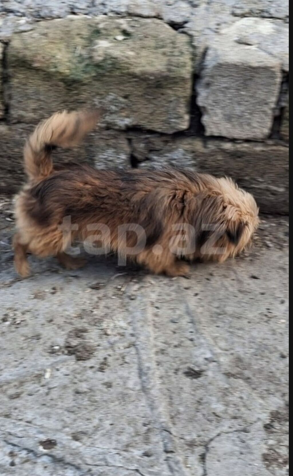 Bolonka, 11 ay — Köpəklər, Mehdiabad (3)