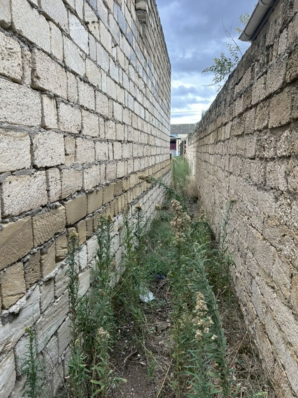6 sot, Tikinti, Kupça (Çıxarış) — Torpaq, Digah (8)