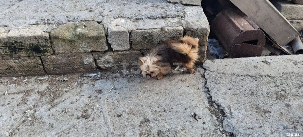 Bolonka, 11 ay — Köpəklər, Mehdiabad (4)