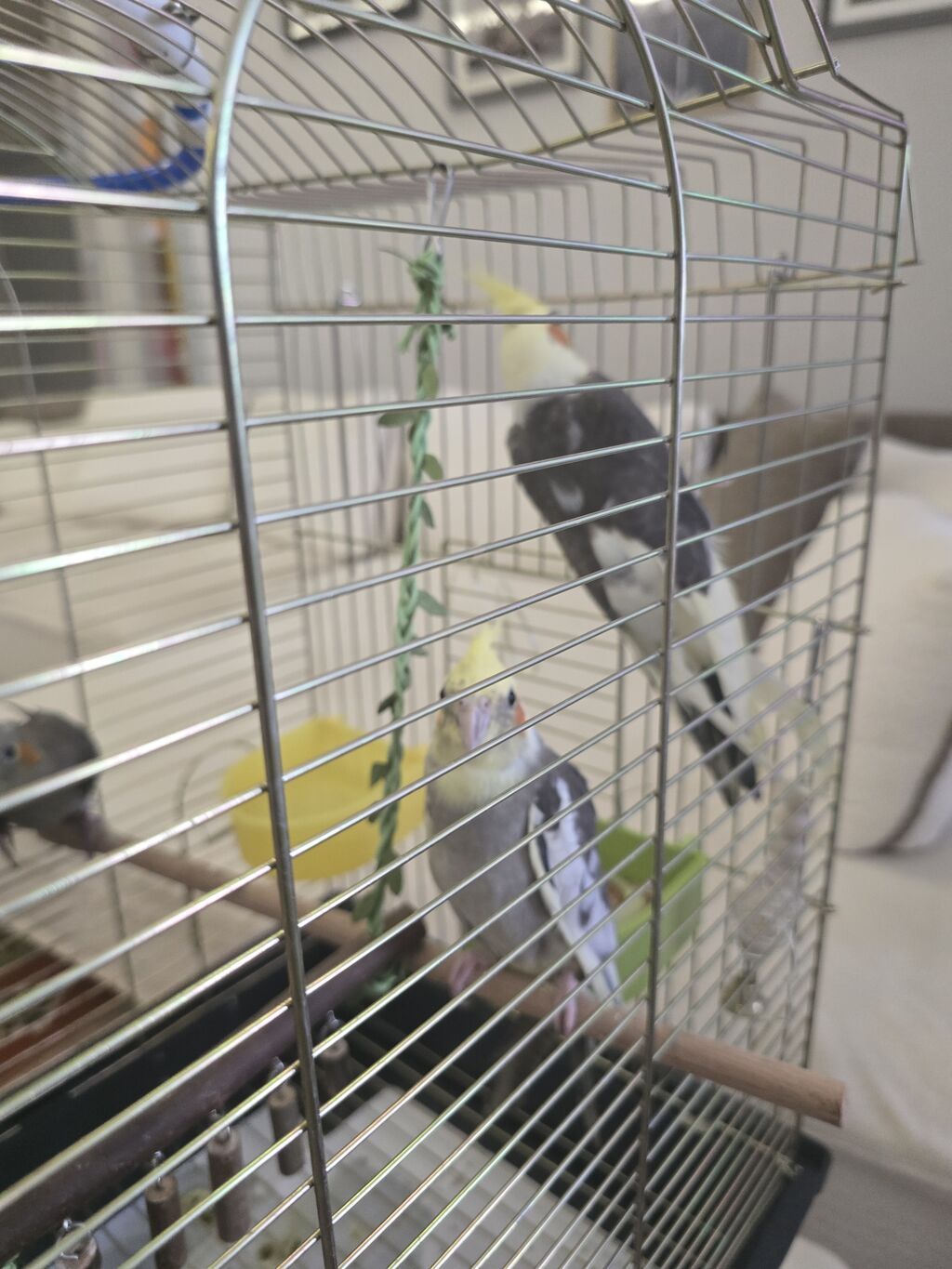 Növ: Nimfa tutuquşuları (cockatiel) – 3 ədəd Rənglər: sarı başlı — Qəfəslər, Bakı (3)