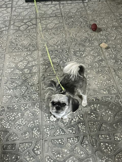 Pekines — Bakı