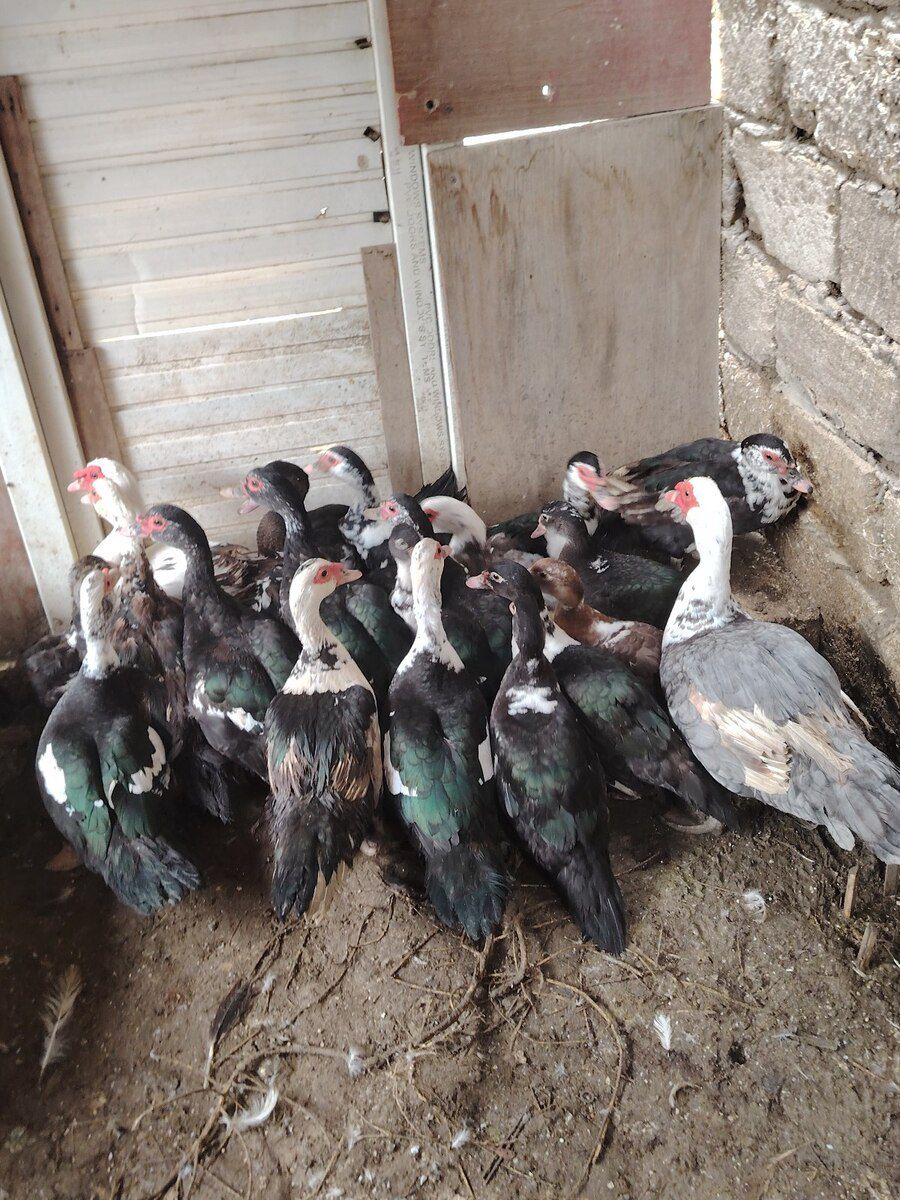 Lal ördəklər — Quşlar, Bakı (6)