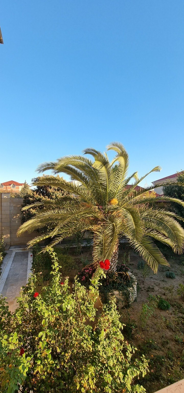 10 otaqlı həyət evi 800 m² satılır — Ev, villa, Bakı (12)