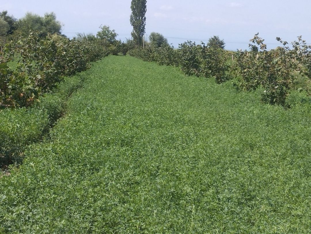 1.57 sot torpaq sahəsi, Xaçmaz r — Torpaq, Xaçmaz (11)