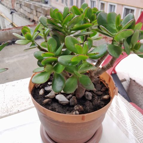 Pul ağacı (Crassula ovata) – saksıda, çoxbudaq, ətli yarpaqlı — 15 ₼ · Xırdalan · Qapı bitkələri Pul ağacı (Crassula ovata) – saksıda, çoxbudaq, ətli yarpaqlı — Xırdalan