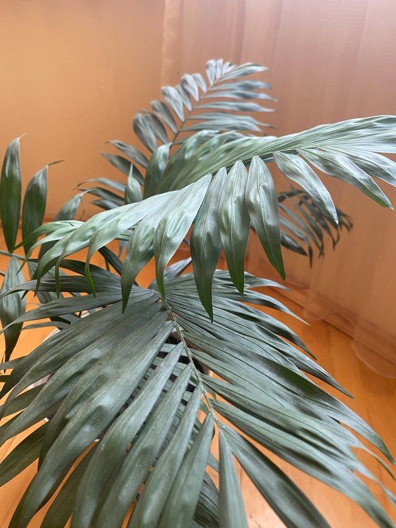 Parlor Palm - Chamedorea Elegans — Bitkilər, Bakı (2)