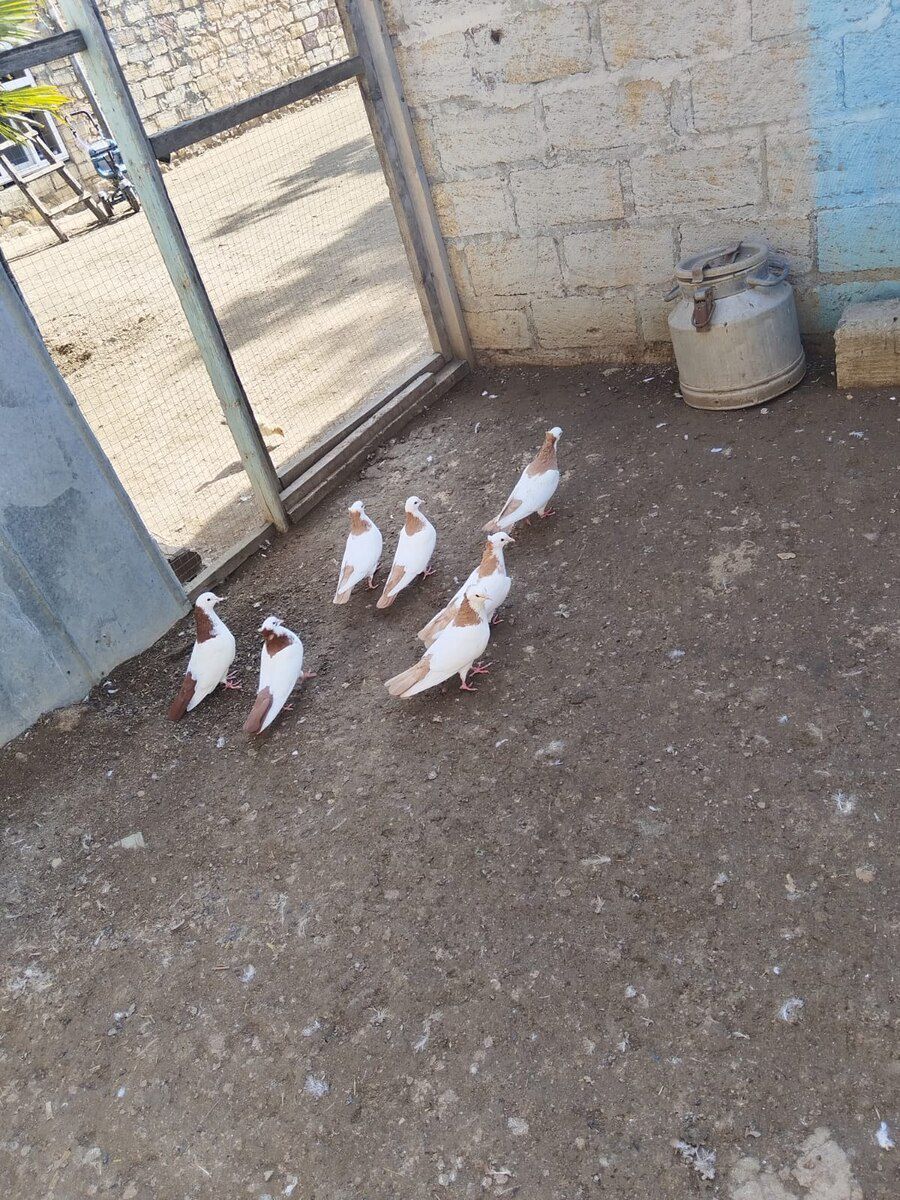 Göyərçinlər — Quşlar, Gəncə (3)