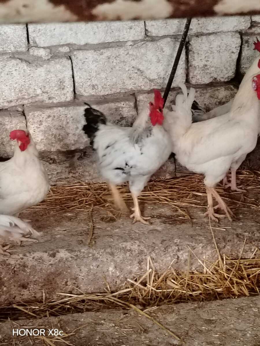 Xoruz — Quşlar, Bakı (3)