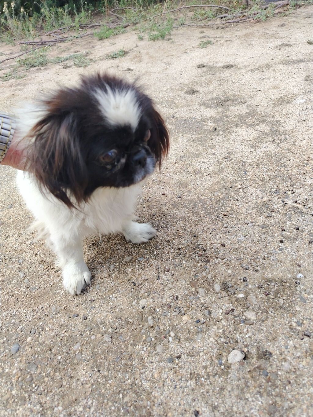 Dişi pekines — Köpəklər, Bakı (3)