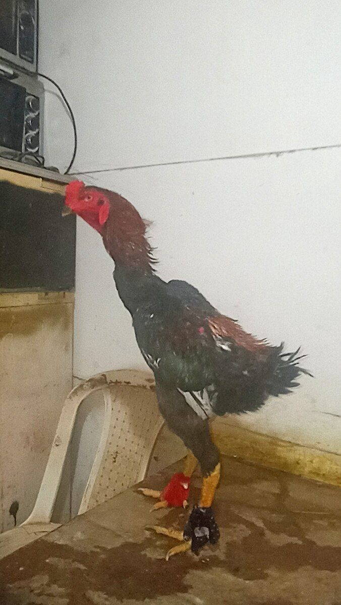 Heyratı Oh Shamo — Quşlar, Sumqayıt (6)