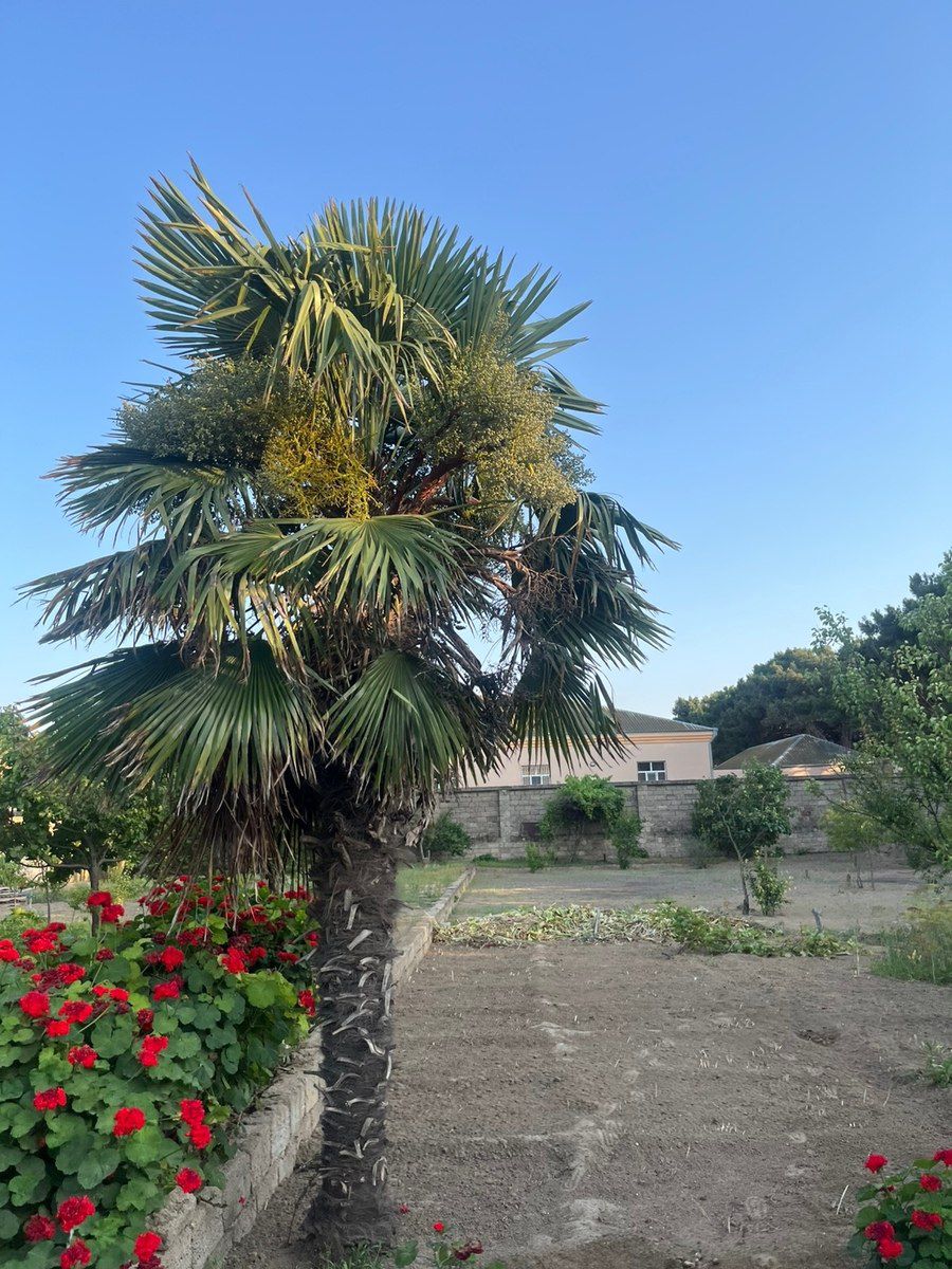 Palma ağacı — Bitkilər, Bakı (2)