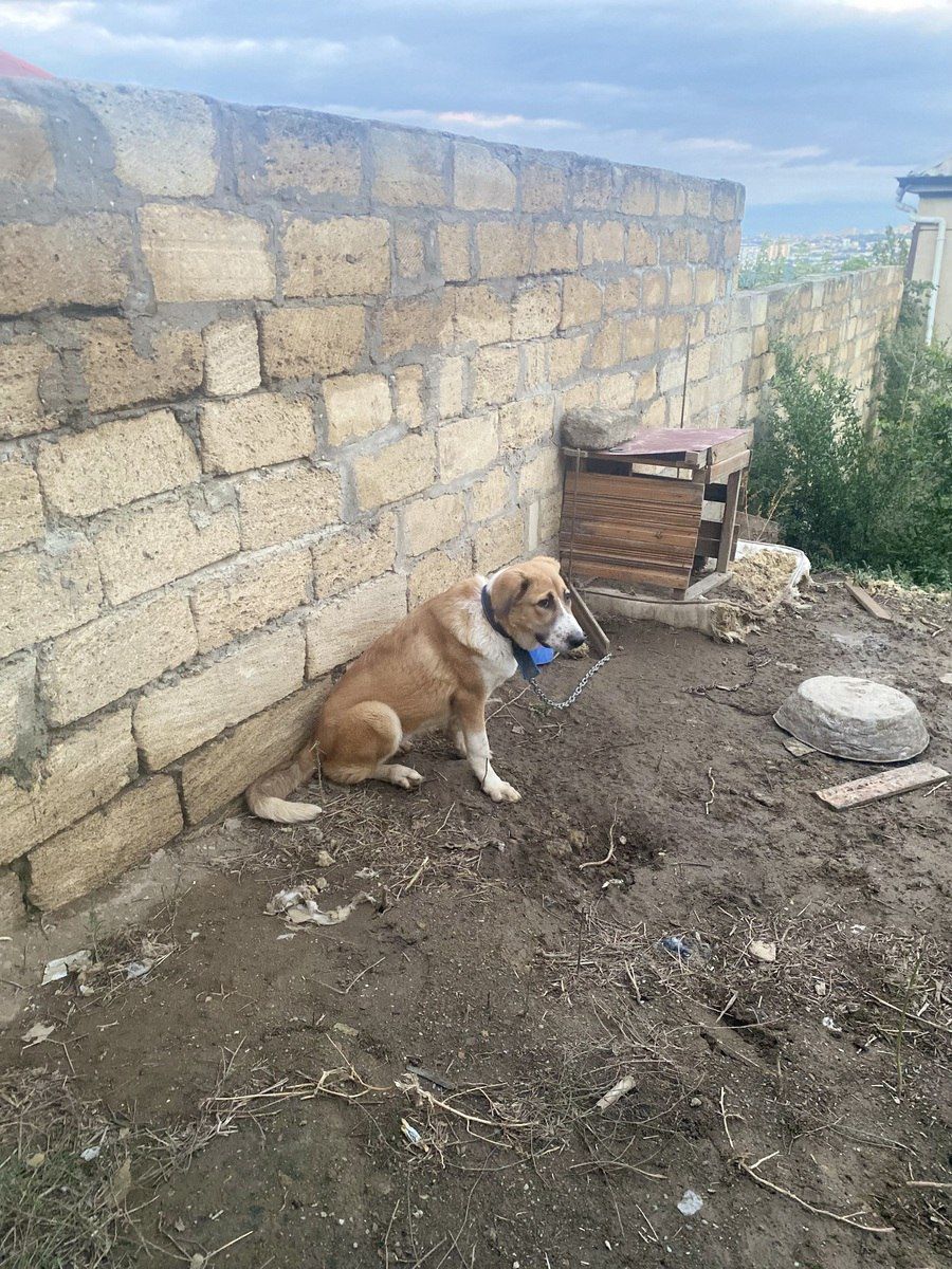 Kanqal — Köpəklər, Bakı (6)
