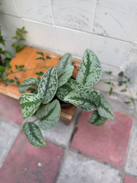 Scindapsus bitkisi — Bakı