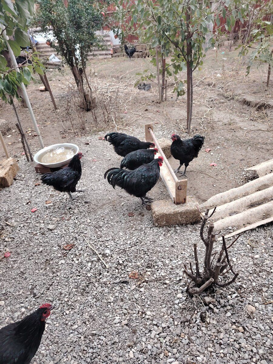 Avstralorp xoruzlar — Quşlar, Bakı (4)