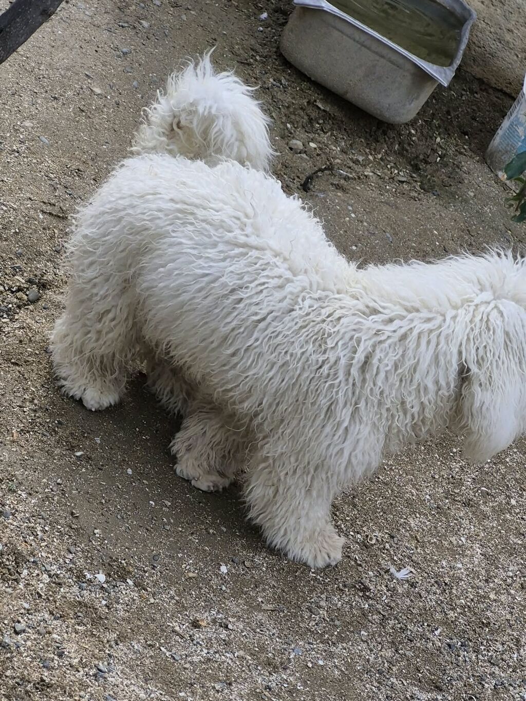 Pudel, 1 il, Erkək, Ünvandan götürmə — Köpəklər, Saray (3)