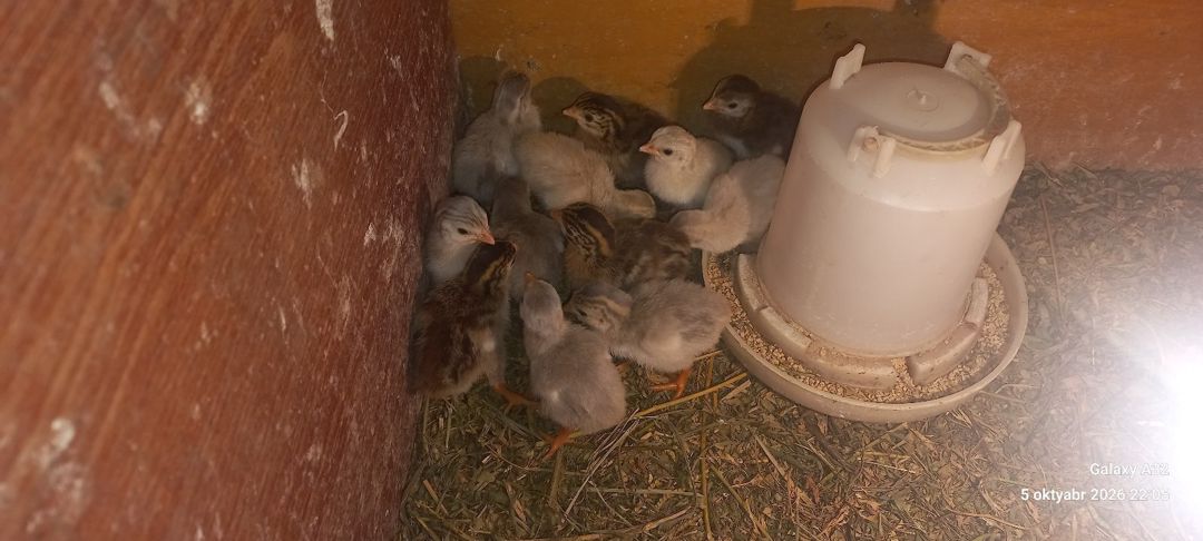 Firəng cücələri — Quşlar, Lənkəran (4)
