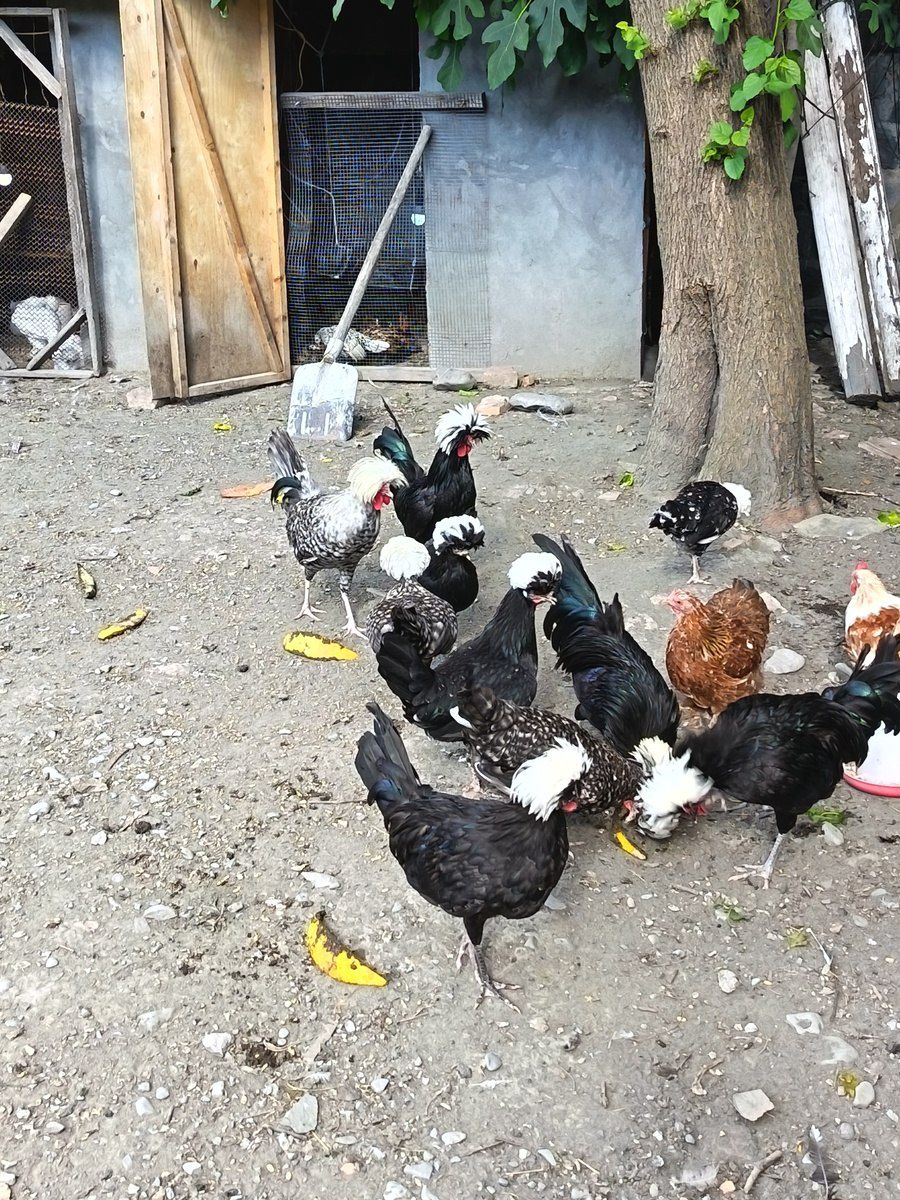Toyuqlar — Quşlar, Şəki (3)