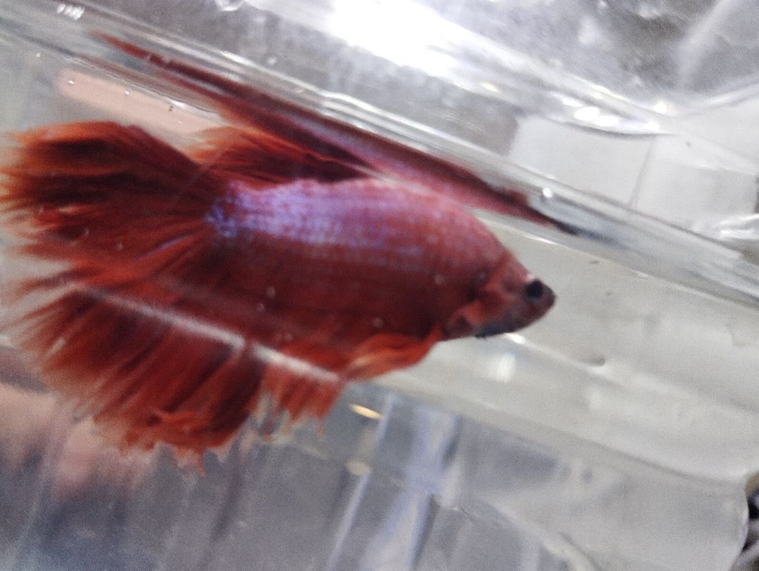 Betta balığı — Akvariumlar və balıqlar, Bakı (6)