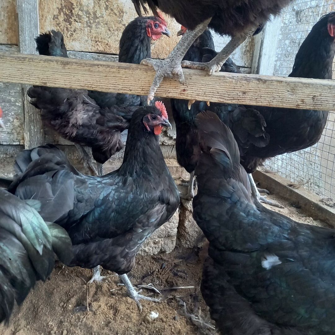 Avstralorp xoruz və toyuqları — Quşlar, Bakı (7)