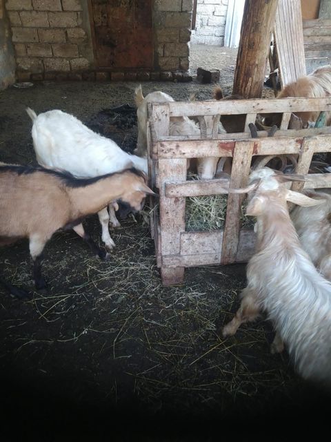Keçi — 2 500 ₼ · Bakı · Kənd təsərrüfatı heyvanları Keçi — Bakı
