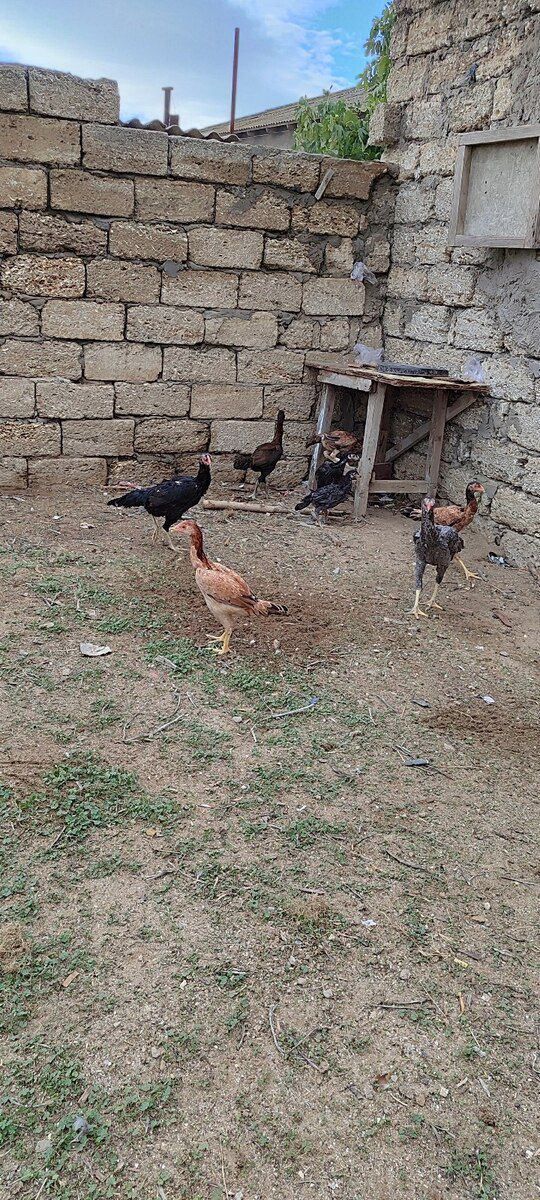 Heyratı xoruzu — Quşlar, Bakı (4)