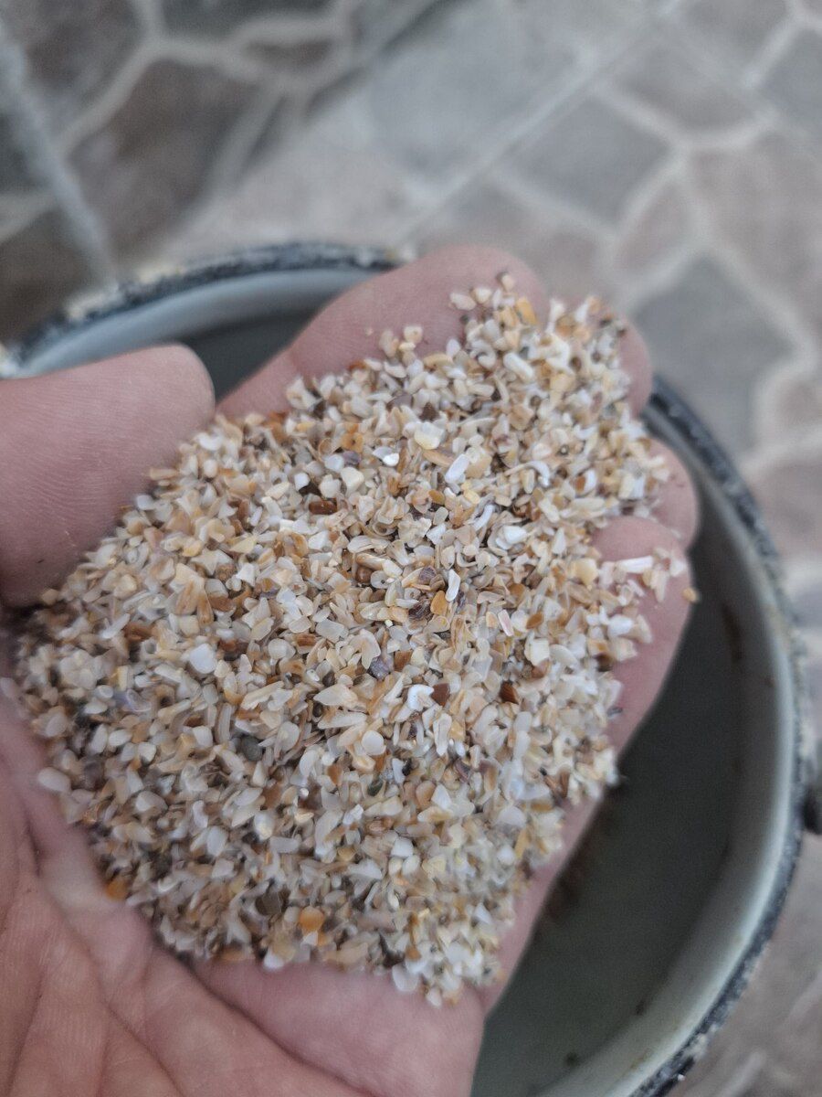 Akvarium üçün rakuşka — Akvariumlar və balıqlar, Bakı
