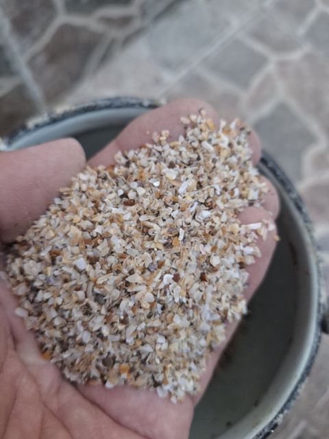 Akvarium üçün rakuşka — Bakı