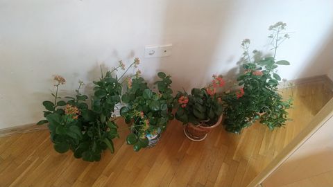 Otaq bitkiləri — 3 ₼ · Bakı · Bitkilər Otaq bitkiləri — Bakı