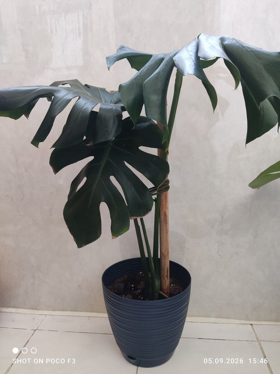 Monstera bitkisi — Bitkilər, Bakı (6)