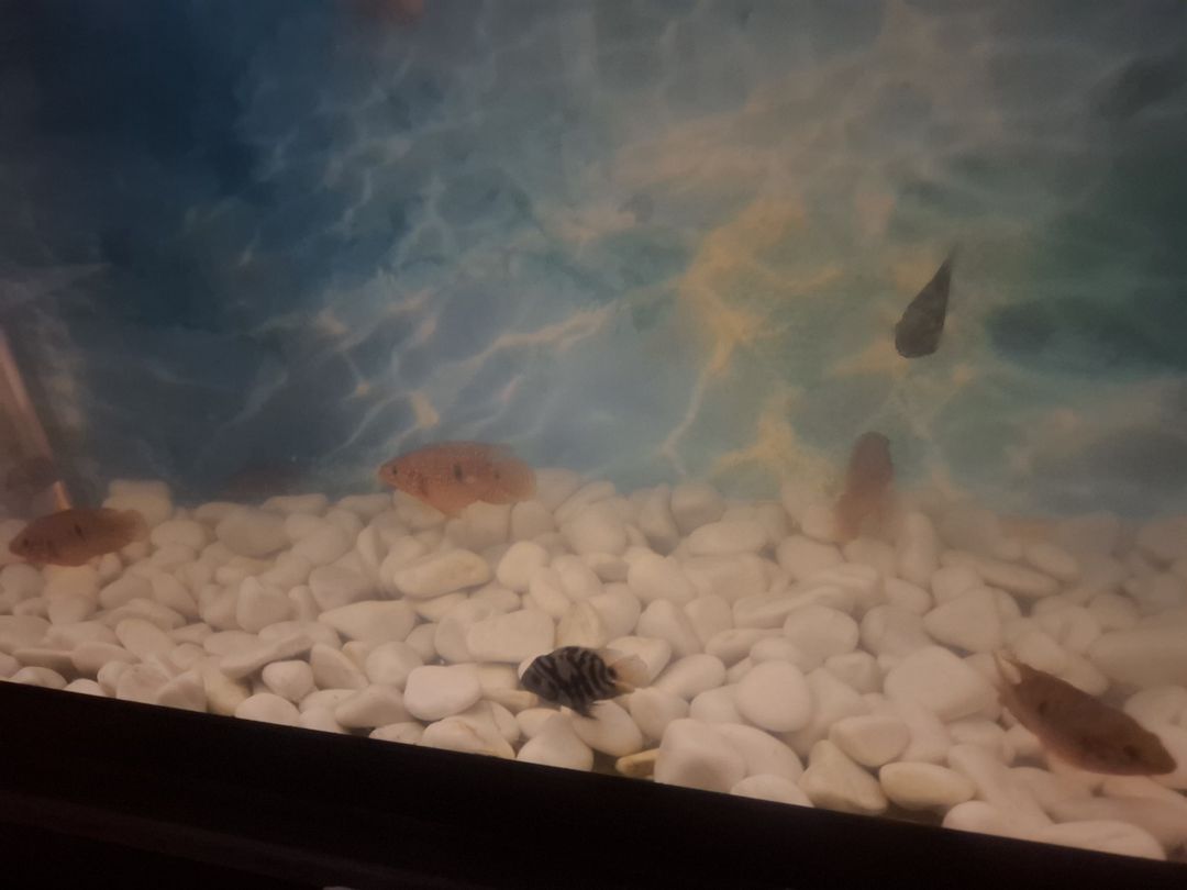Akvarium üçün rakuşka — Akvariumlar və balıqlar, Bakı (2)