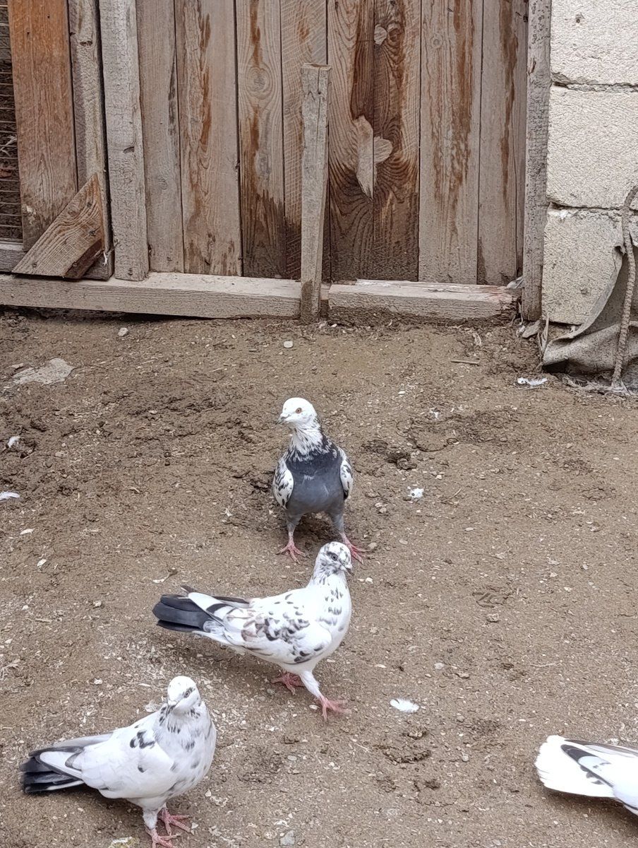 Göyərçinlər — Quşlar, Bakı (2)