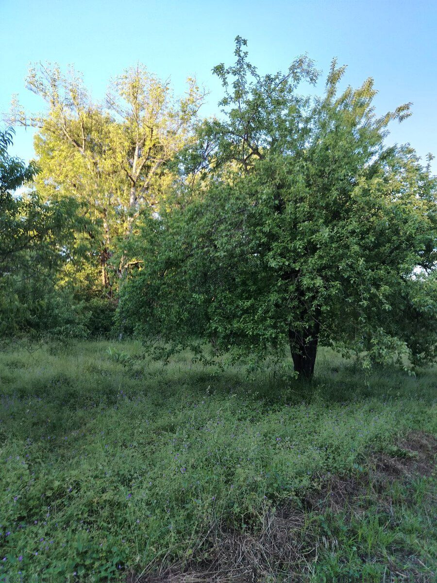 30 sot torpaq sahəsi, Qəbələ r — Torpaq, Qəbələ (7)