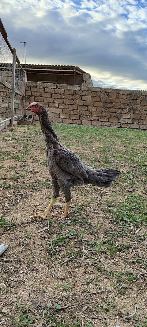 Heyratı xoruzu — Bakı