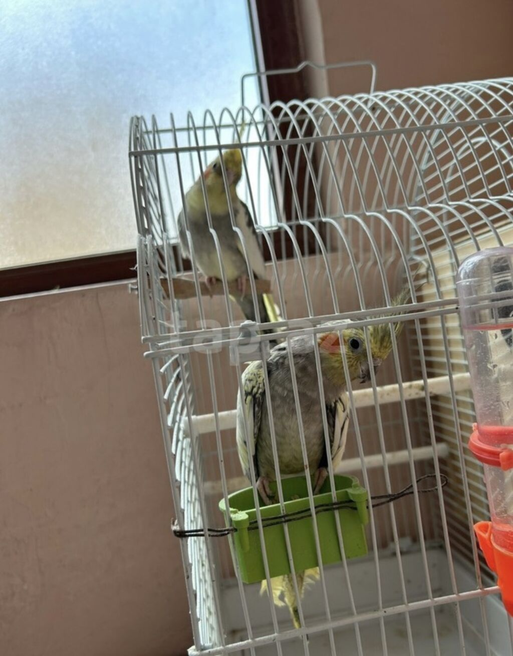 Nimfa (Cockatiel) cütü – qəfəs və yuvalıqla birlikdə - Növ: Nimfa — Tutyun papağayı, Bakı (4)