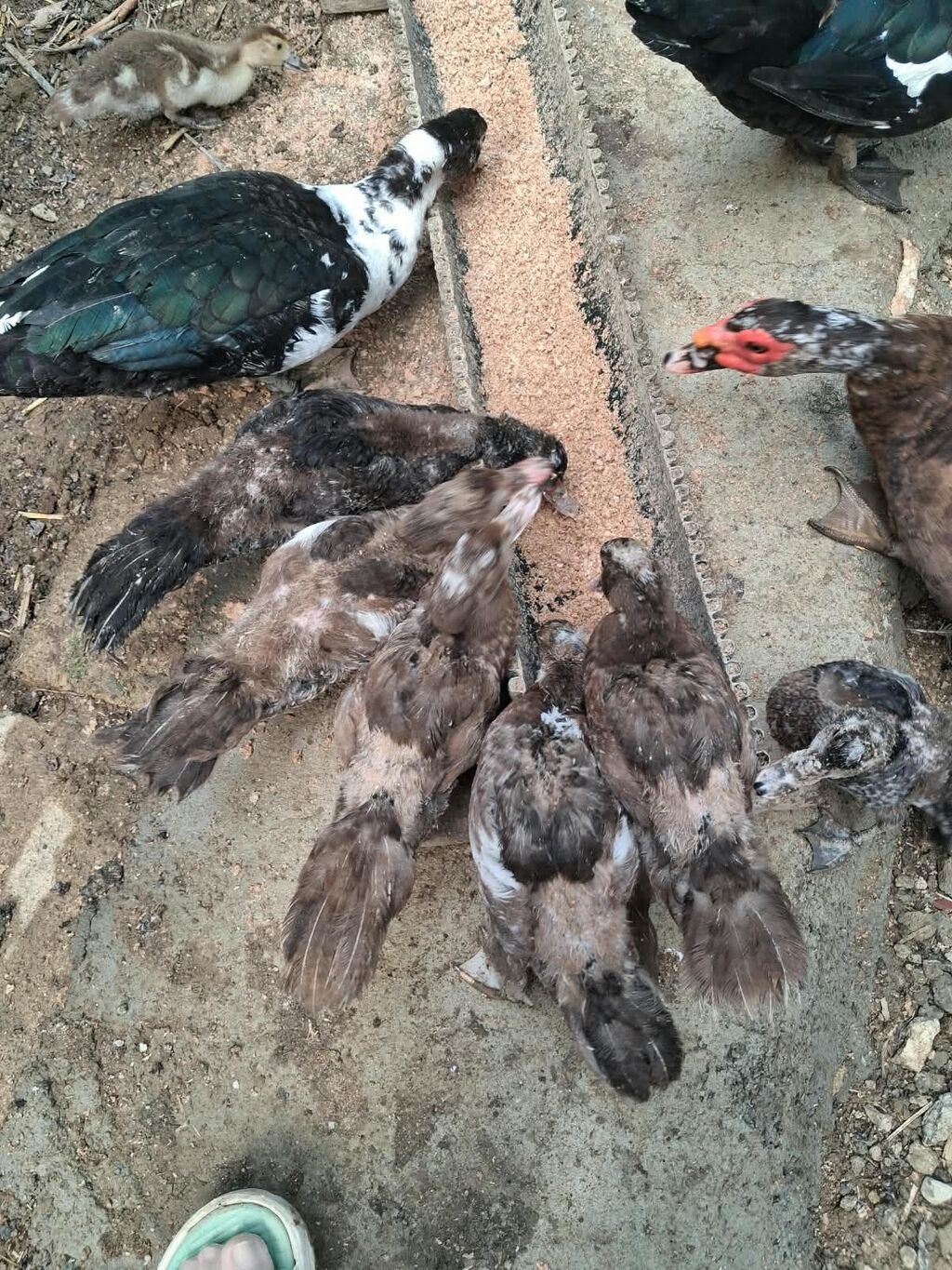 5 ədəd 5 aylıq 3 ü erkək) 9 ədəd 3 aylıq 5i karičnividi) 2 bir il — Digərləri, Bakı (3)