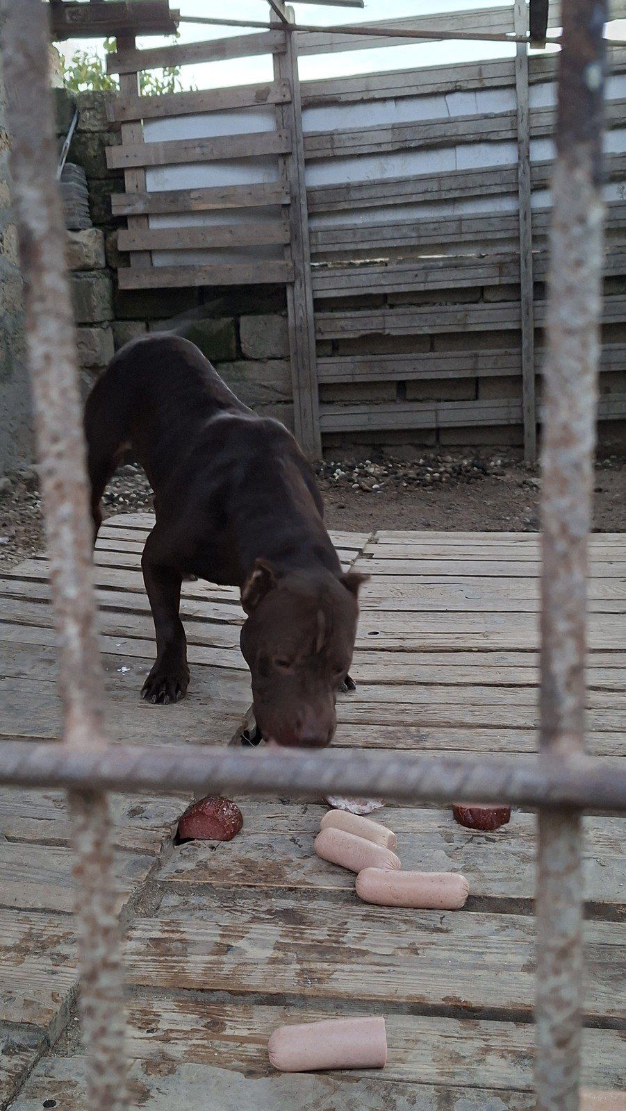 Pitbul — Köpəklər, Bakı (8)