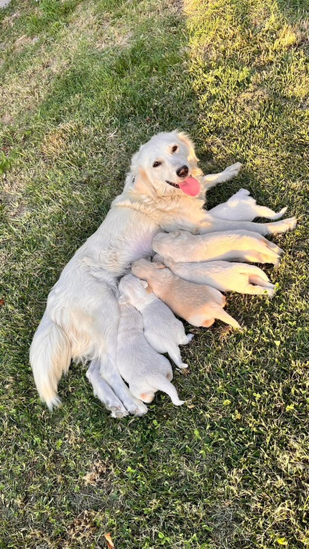 Retriever — Köpəklər, Gəncə (2)