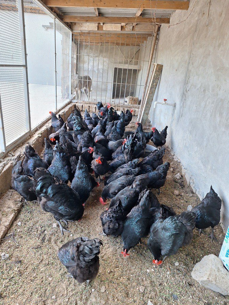 Mayalı avstralorp toyuğu yumurtası — Quşlar, Bakı (10)
