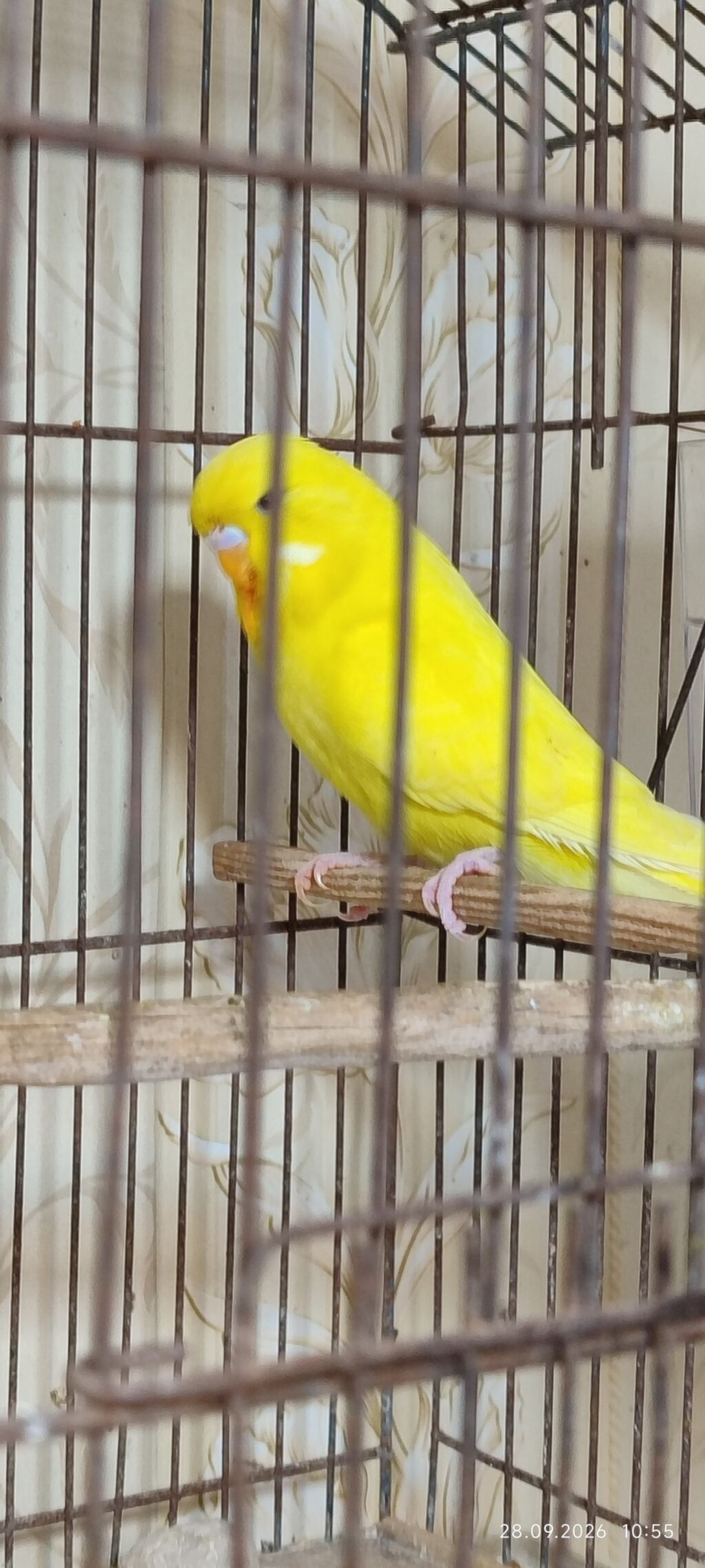 Məhsul: Sarı dalmaçin papuqay (budgerigar)üç aylıq sarı qaraqoz çex — Tutyun papağayı, Bakı (2)