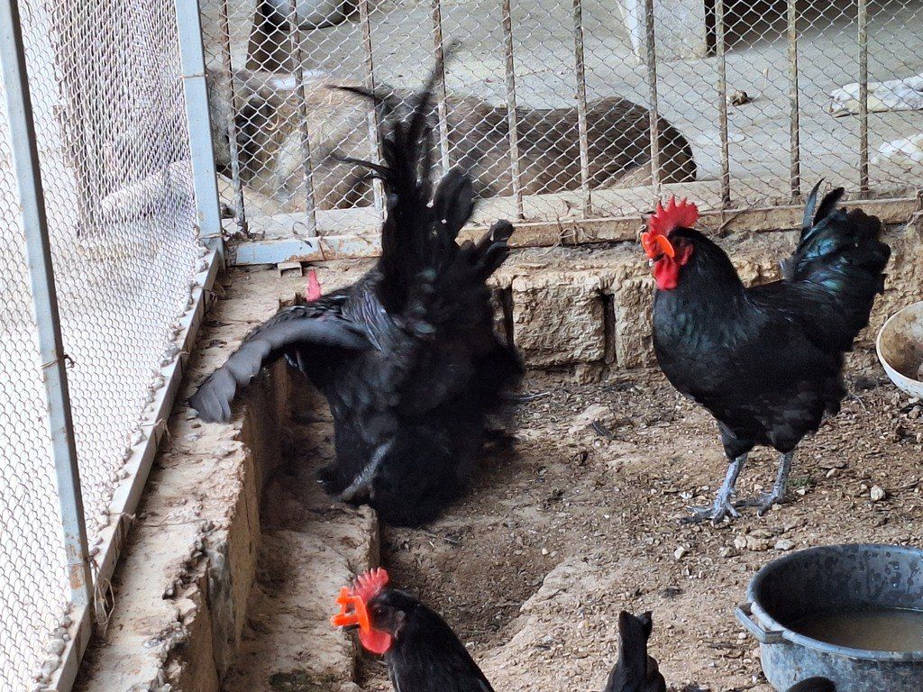 Mayalı avstralorp toyuğu yumurtası — Quşlar, Bakı (4)