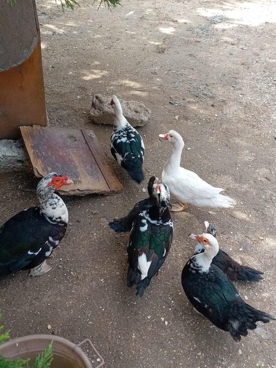 Ördəklər — Quşlar, Bakı (5)